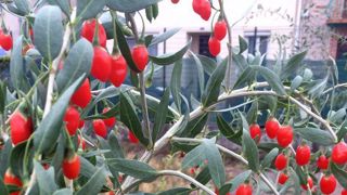 L’EARL cultive 6 000 plants de gojis en bio sur 2,5 ha et récolte 500 kg/an de baies. Déshydratées, elles sont vendues entre 70 et 100 €/kg. © L’Or rouge du pont du Gard L’EARL cultive 6 000 plants de gojis en bio sur 2,5 ha et récolte 500 kg/an de baies. Déshydratées, elles sont vendues entre 70 et 100 €/kg. © L’Or rouge du pont du Gard